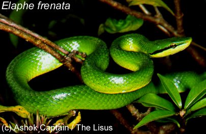 Rein Snake (Elaphe frenata)